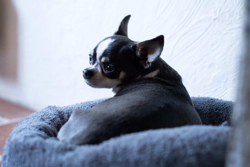 Les Chihuahua de l'affixe De La Combe Des Bruyères