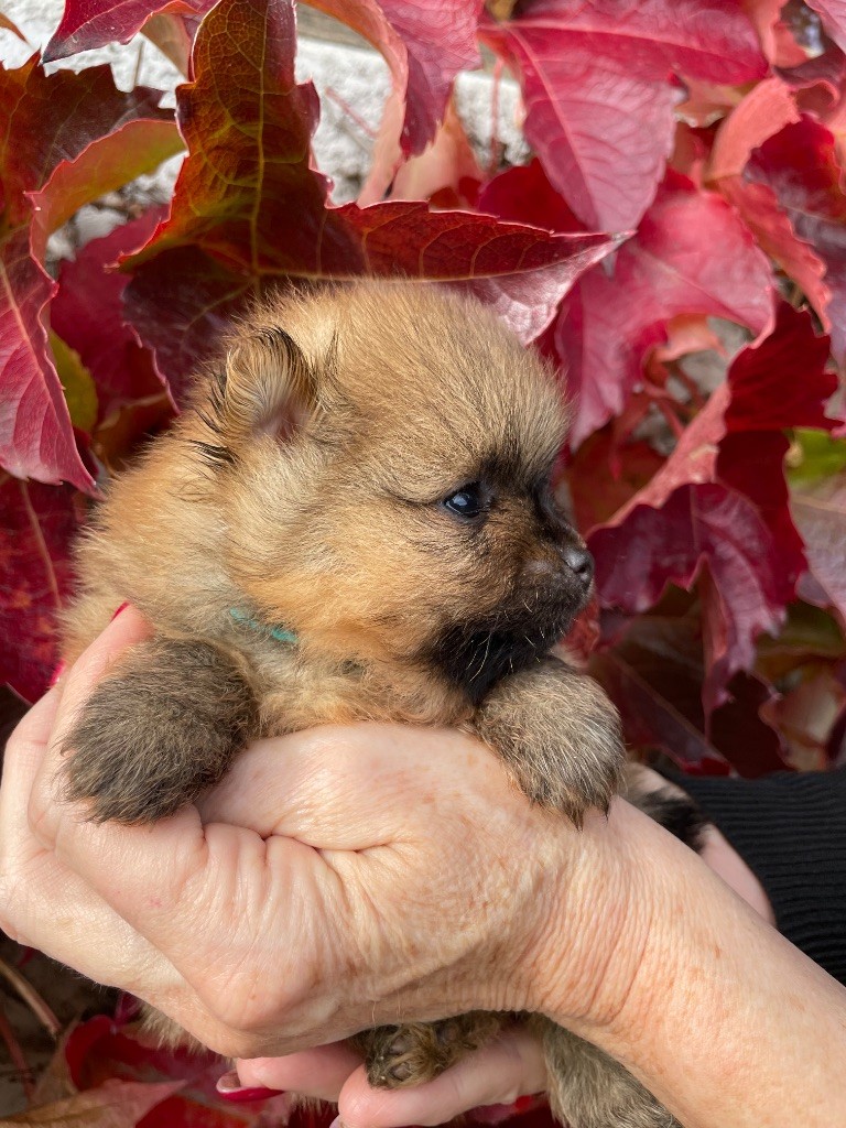 De La Combe Des Bruyères - Chiot disponible  - Spitz allemand