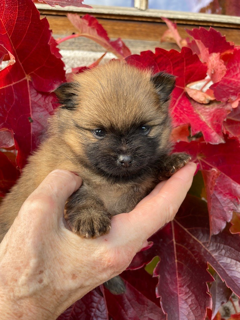 De La Combe Des Bruyères - Chiot disponible  - Spitz allemand