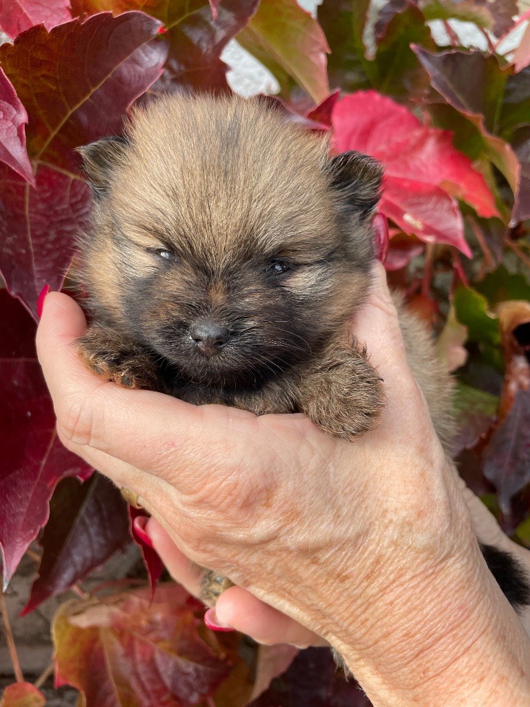 De La Combe Des Bruyères - Chiot disponible  - Spitz allemand