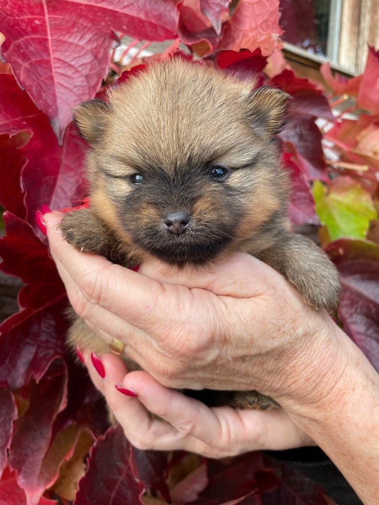 De La Combe Des Bruyères - Chiot disponible  - Spitz allemand