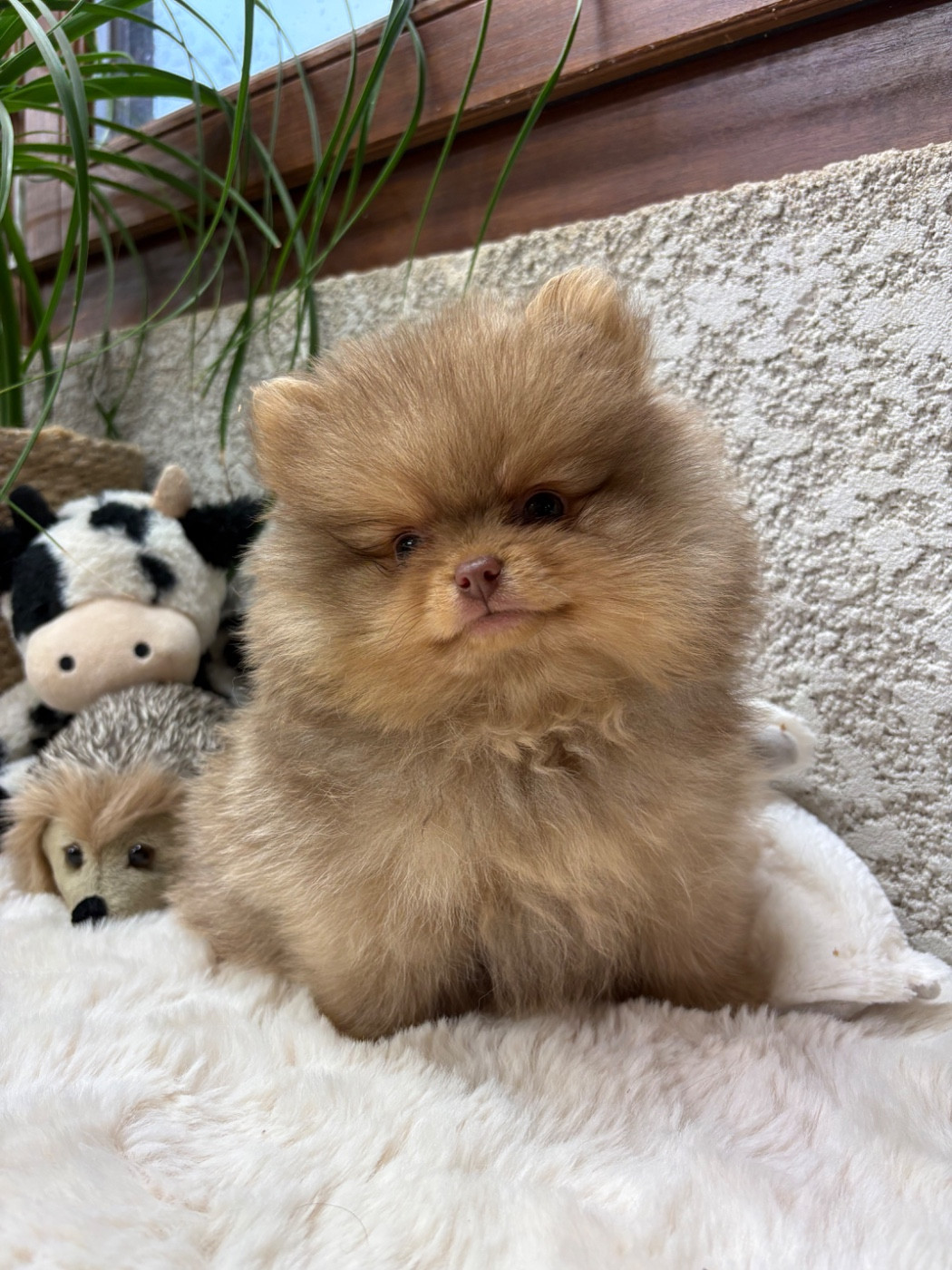 De La Combe Des Bruyères - Chiots disponibles - Spitz allemand