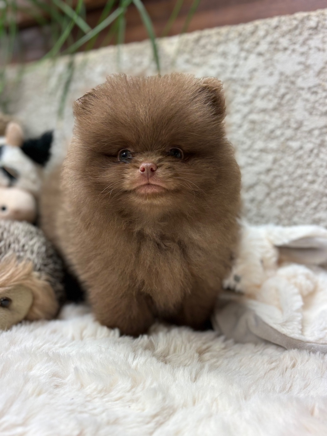 De La Combe Des Bruyères - Chiots disponibles - Spitz allemand